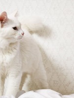 /album/tapety/jack-n-rose-001-jpg/